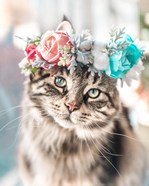 inkxlenses:Leo loves his flower crowns | by leo.mainecoon