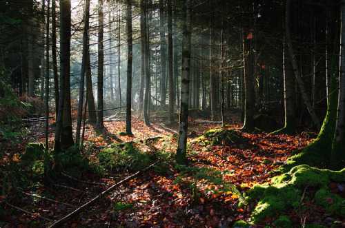 ancientdelirium: Forêt de la Lucerne by Helodie on Flickr.