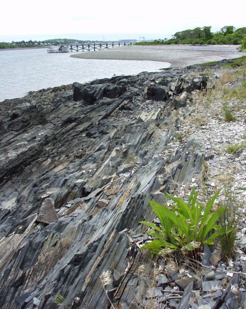 Grape Island SlateOne of the many islands in Boston Harbor, to the southeast of the city, is this si