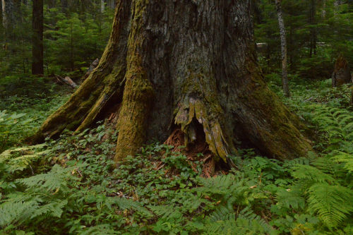 oooold hemlock by Kristian Skybak