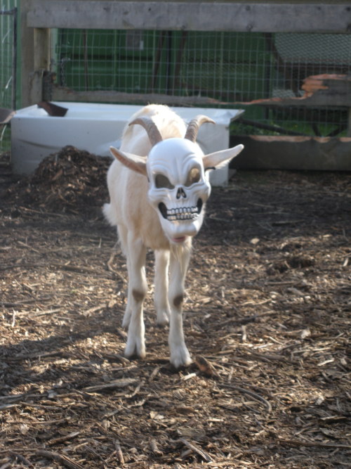 piplups:themusicisyourmaster:SO LIKE THREE YEARS AGO WE PUT A HALLOWEEN MASK ON MY GOAT AND I COMPLE