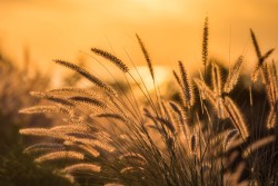 morethanphotography:  Grass shining brightly… by marvill74