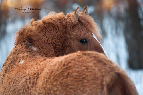 Zabaikalskaya Horse mare Solnyshko (”Sunshine”)