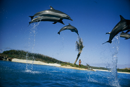 Porpoises leap inside a man-made lagoon in Oahu, Hawaii, 1966. Photograph by Thomas Nebbia, National