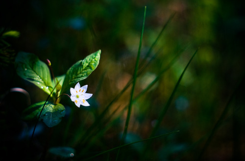 asiwaswalkingallalone: White Flower by JoniNiemela