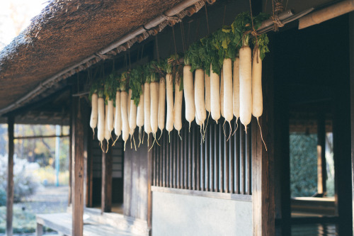 daikon (Japanese radish)Edo-Tokyo Open Air Architectural Museum, Koganei, Tokyo, December 2021