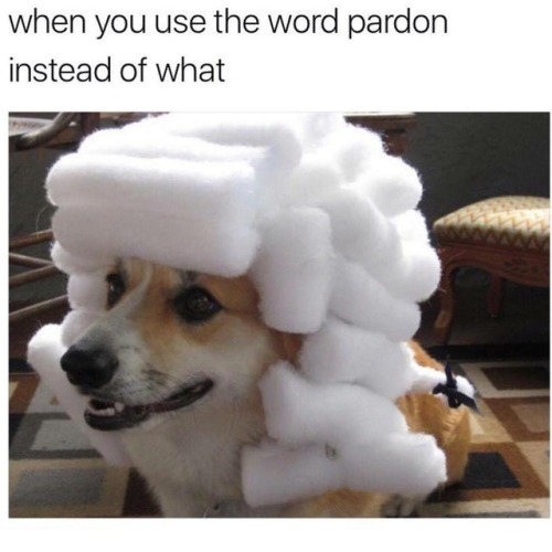 bestdogmemes - Fancy