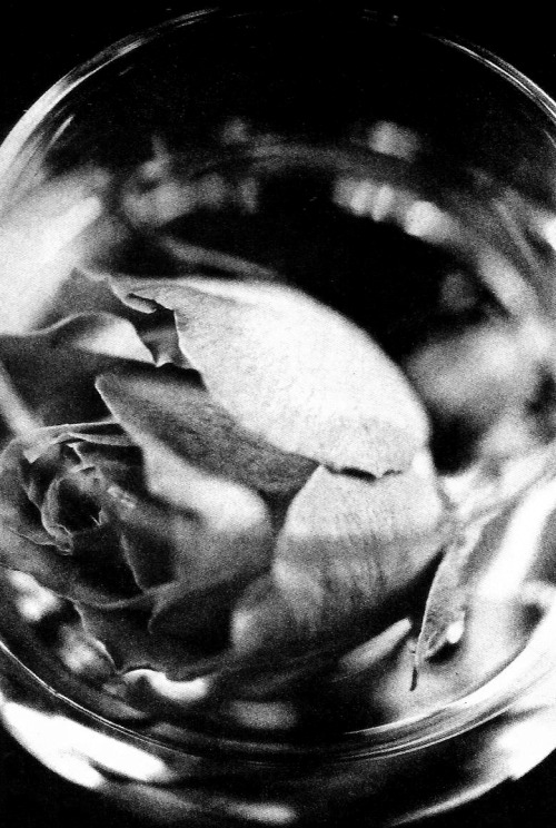 lindamccartneysphotography:McCartney rose glass II© Linda McCartney | Scanned by lindamccartneysphot