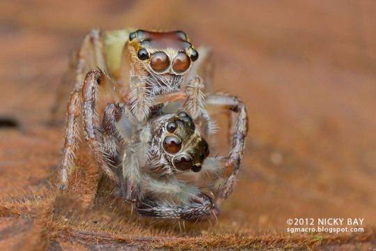 Young cupboard spiders sometimes turn cannibal and eat their