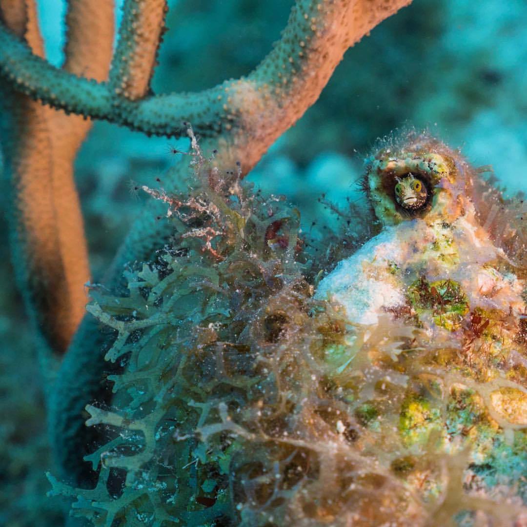 Always something you can find #diving the #reefs of #Curaçao. Our Diving Safety Officer, @thejoelepore, found this little secretary blenny hiding out in a nearshore reef. #BlueHalo #CuracaoExpedition2015 #WaittExpedition #coral #reeffish...