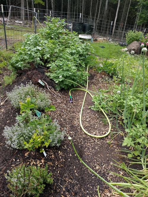 Summer garden getting into full swing! Here&rsquo;s some hardy roses, greens clipped for lunch, 