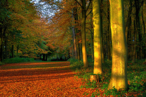 Avenue of trees by Nikonsnapper on Flickr.