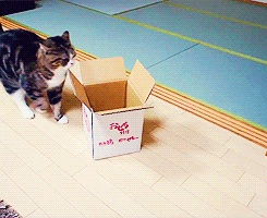 piglet-lifts:  -everdeen:  A box and Maru [x]  I need a Scottish fold in my life. They are so derpy and cute.Kay I’ll stop spamming you all now.