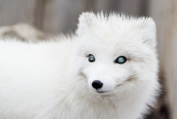 everythingfox:  Arctic Eyes //  Polluar 