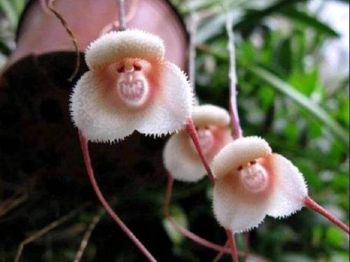 Estas orquídeas parecen salidas de “Alicia en el país de las maravillas”, no?