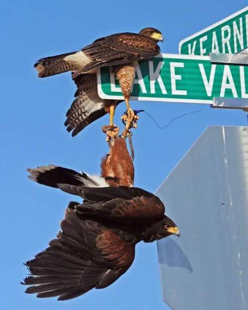 ordinaryredtail: kittymaverick: Can someone please tell me this was a pair that was trying to do the death spiral that mating birds of prey do, and somehow in the process they ended up stuck on a road sign.Because if it is, this is definitely one of the