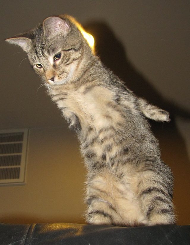 laughingsquid:
“ Mercury, The Incredible Cat Whose Missing Front Legs Don’t Stop Him From Doing Anything He Wants To Do
”
OH MY GOD THIS CAT MAKES WAYNE LOOK LIKE A WIMP