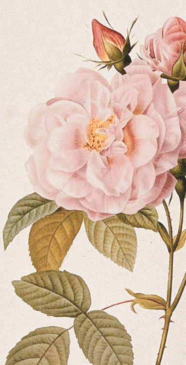 florealegiardini: Rosa damascena “Italica”, c.1824. Pierre-Joseph Redouté