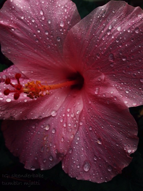 floralls:submitted by mjalti :Pink Hibiscus Ft. Raindrops || IG: skenderbabe