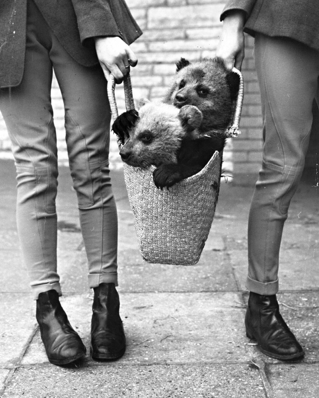 Evening Standard - Two brown bear cubs born at Whipsnade Zoo, 1970.