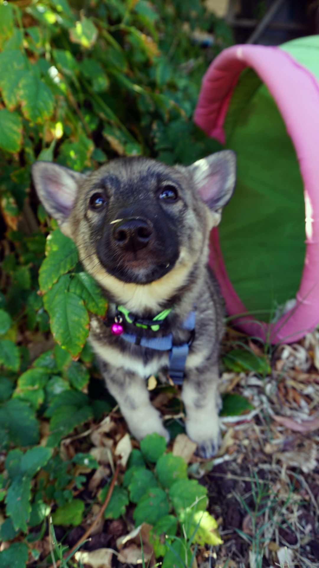 threestubbornvallhunds:  Puppy boops! ♥   