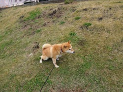 Shibainu-Komugi:  今日の柴犬の小麦さん #Shiba #Dog #Komugi #柴犬