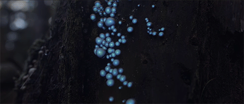 blazepress:  Digital Projection Mapping Turns the Forest into a Glowing Wonderland 