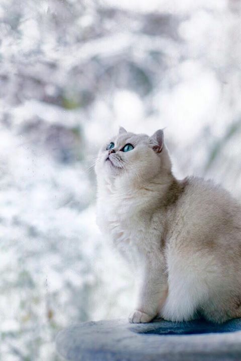 trasemc:Wow I love the snow and Cats 😍😍