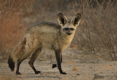 biologyluv:Otocyon megalotisThe bat eared fox, native to south and east Africa, isn’t