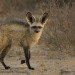 biologyluv:Otocyon megalotisThe bat eared fox, native to south and east Africa, isn’t