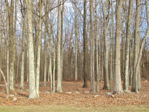 White oaks waiting for spring.You can’t see them, but countless rue anemones are waiting under