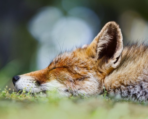 beautiful-wildlife:You may say I’m a dreamer … by Pim Leijen 