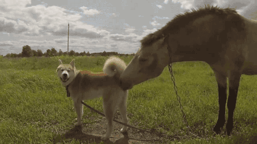 gifsboom:Video: Horse and Dog Are Best Buds