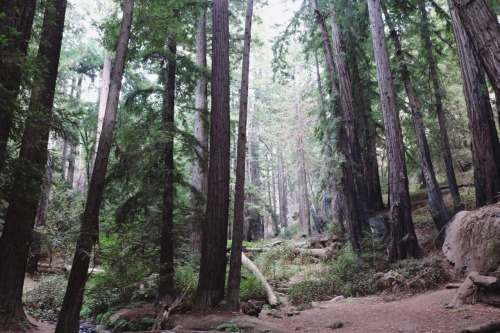 nuhstalgicsoul:  Road trippin’ through Highway 1  Big Sur, California 