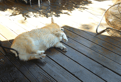 otisthecorgi: Otis REALLY enjoys his post-bath dry-off.