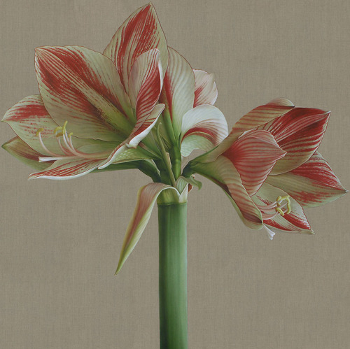 keirabisexual:Clown Amaryllis and Amaryllis Hercules by Mia Tarney