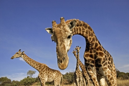 currentsinbiology:DNA reveals that giraffes are four species — not one One of the most iconic animal