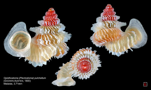 libutron:Land snail Opisthostoma (Plectostoma) pulchellum These amazing shells are from a land 