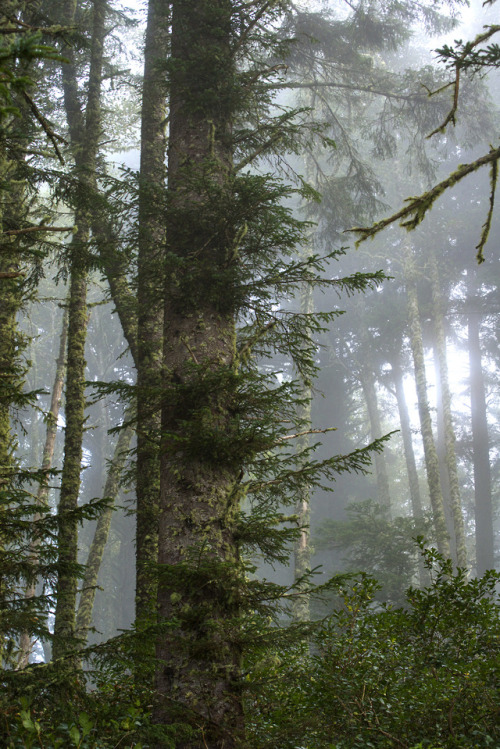 russell-tomlin:The Trees at Cape Perpetua | Late August 2