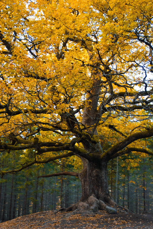 peikkotanssi:unikuvia:The most beautiful tree in Finlandby Anette Mallenius