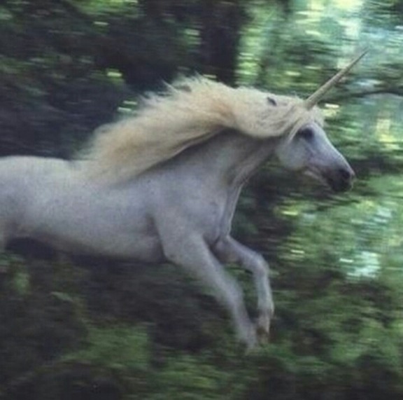 My unicorn 