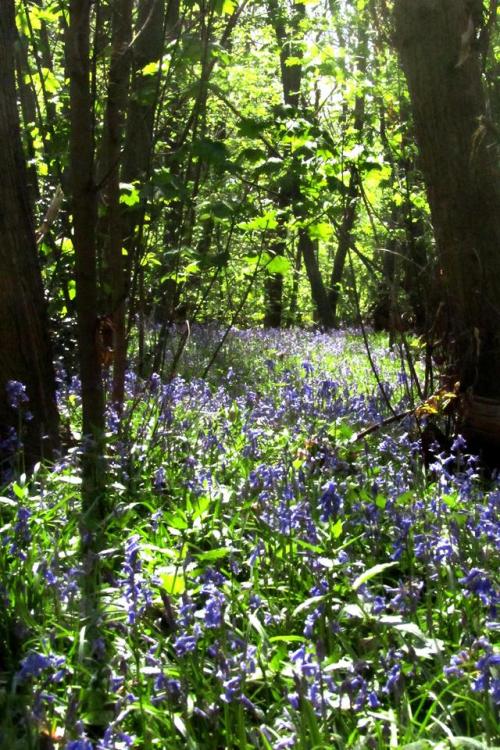 Norsey Wood, Essex. | © Xscape Photography