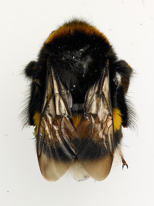 Bumblebee - mathijs labadie