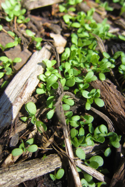 October 2015 - Clover!Clovers are coming up in the paths! Finally! We LOVE clover. It’s a pain to ge