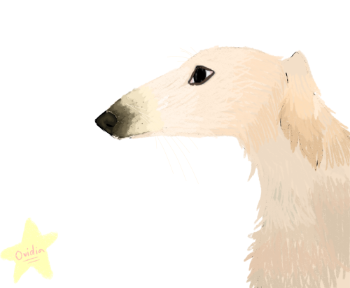 Borzoi
