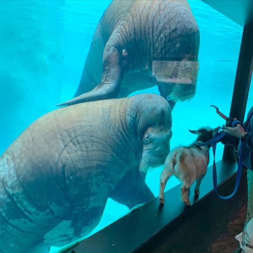 gallusrostromegalus:theworldismyoysterandiamthepearl:“Baby goats Marion and Juniper met walrus pals 