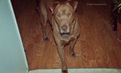 handsomedogs:  My Bosco Baby ♥