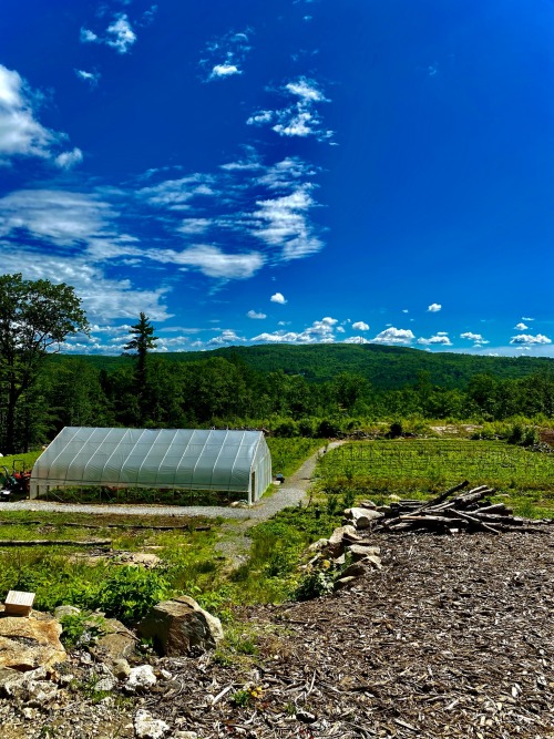 An Absolutely Gorgeous Strawberry Farm