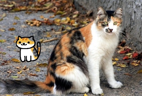 coffeeofthelord:  slytherinlynx:  Real Neko Atsume Cats  I know there’s already a similar