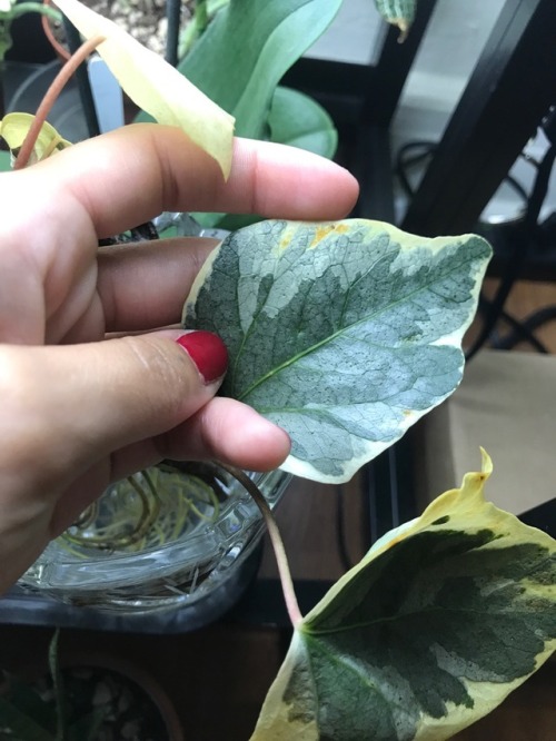 6.11.18 - I finally snagged a clipping of variegated ivy!! Found in Pasadena, CA.